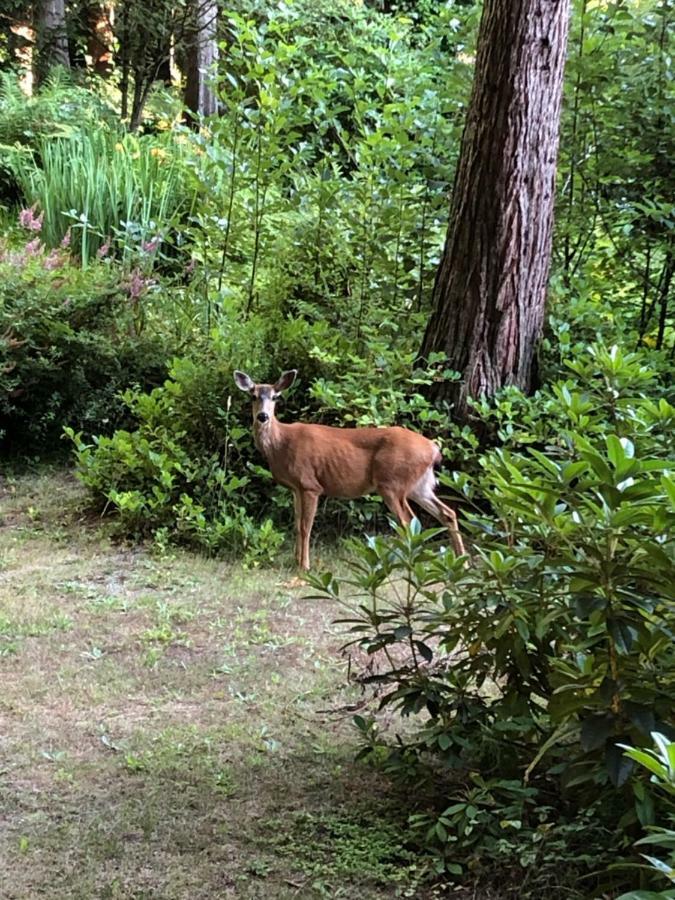 Roberts Creek A Tiny Escapeヴィラ エクステリア 写真